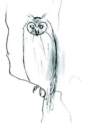 Owl